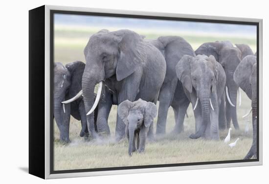African Bush Elephant Herd, Amboseli National Park, Kenya-Martin Zwick-Framed Premier Image Canvas