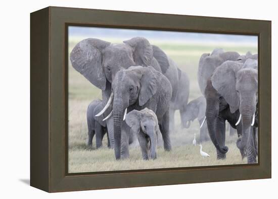 African Bush Elephant Herd, Amboseli National Park, Kenya-Martin Zwick-Framed Premier Image Canvas