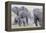 African Bush Elephant Herd, Amboseli National Park, Kenya-Martin Zwick-Framed Premier Image Canvas