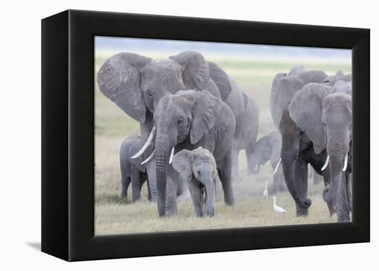 African Bush Elephant Herd, Amboseli National Park, Kenya-Martin Zwick-Framed Premier Image Canvas