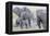 African Bush Elephant Herd, Amboseli National Park, Kenya-Martin Zwick-Framed Premier Image Canvas