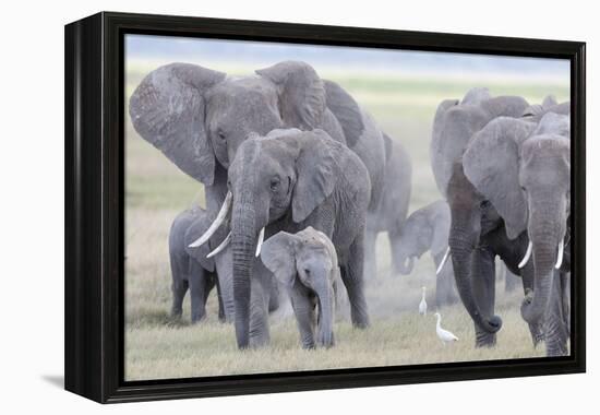 African Bush Elephant Herd, Amboseli National Park, Kenya-Martin Zwick-Framed Premier Image Canvas