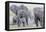 African Bush Elephant Herd, Amboseli National Park, Kenya-Martin Zwick-Framed Premier Image Canvas