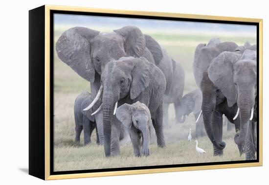 African Bush Elephant Herd, Amboseli National Park, Kenya-Martin Zwick-Framed Premier Image Canvas