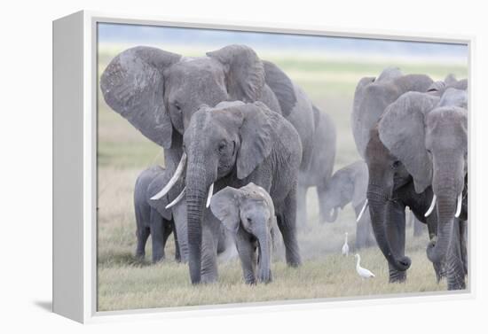 African Bush Elephant Herd, Amboseli National Park, Kenya-Martin Zwick-Framed Premier Image Canvas