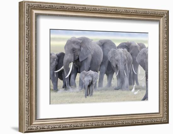 African Bush Elephant Herd, Amboseli National Park, Kenya-Martin Zwick-Framed Photographic Print