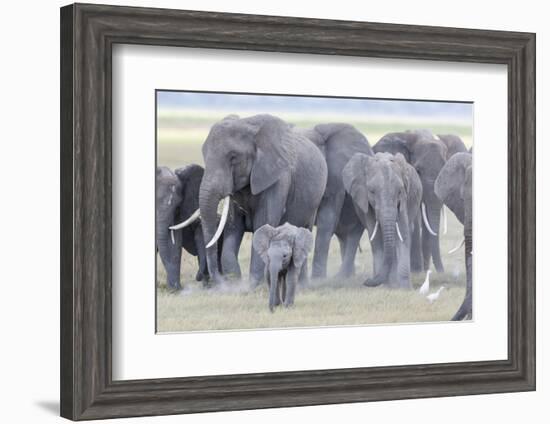 African Bush Elephant Herd, Amboseli National Park, Kenya-Martin Zwick-Framed Photographic Print