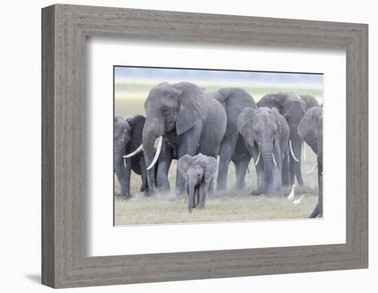 African Bush Elephant Herd, Amboseli National Park, Kenya-Martin Zwick-Framed Photographic Print