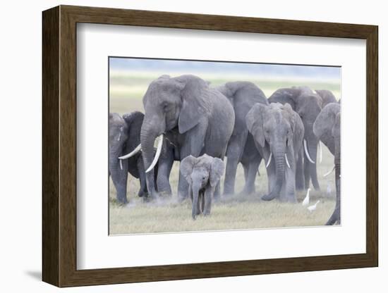 African Bush Elephant Herd, Amboseli National Park, Kenya-Martin Zwick-Framed Photographic Print