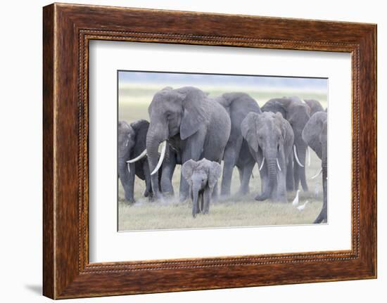 African Bush Elephant Herd, Amboseli National Park, Kenya-Martin Zwick-Framed Photographic Print