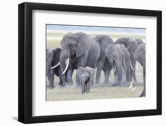 African Bush Elephant Herd, Amboseli National Park, Kenya-Martin Zwick-Framed Photographic Print