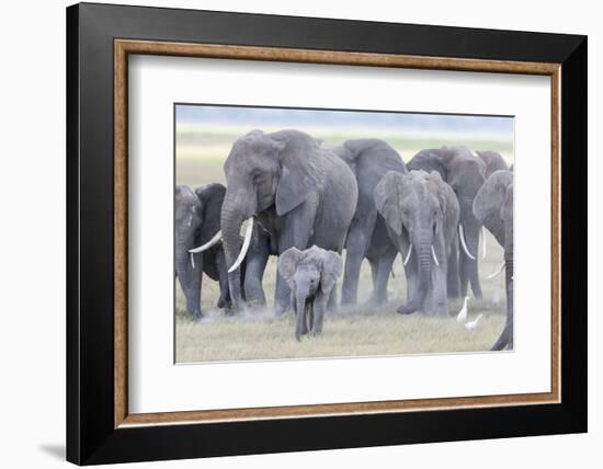 African Bush Elephant Herd, Amboseli National Park, Kenya-Martin Zwick-Framed Photographic Print