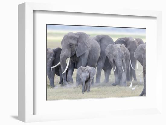 African Bush Elephant Herd, Amboseli National Park, Kenya-Martin Zwick-Framed Photographic Print