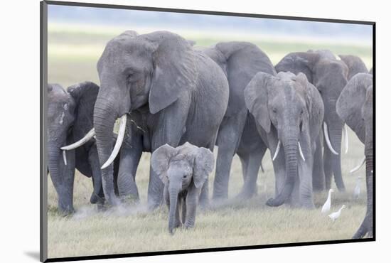 African Bush Elephant Herd, Amboseli National Park, Kenya-Martin Zwick-Mounted Photographic Print