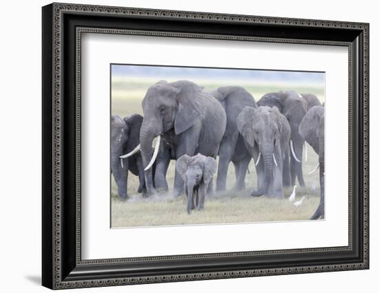 African Bush Elephant Herd, Amboseli National Park, Kenya-Martin Zwick-Framed Photographic Print