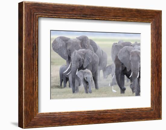 African Bush Elephant Herd, Amboseli National Park, Kenya-Martin Zwick-Framed Photographic Print