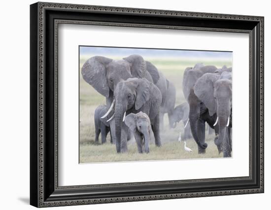 African Bush Elephant Herd, Amboseli National Park, Kenya-Martin Zwick-Framed Photographic Print