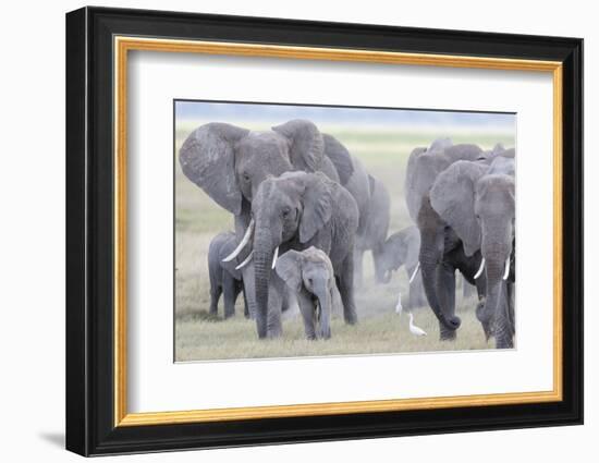 African Bush Elephant Herd, Amboseli National Park, Kenya-Martin Zwick-Framed Photographic Print