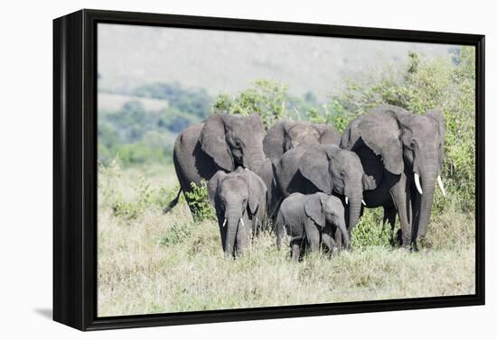 African Bush Elephant Herd, Maasai Mara, Kenya-Martin Zwick-Framed Premier Image Canvas