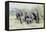 African Bush Elephant Herd, Maasai Mara, Kenya-Martin Zwick-Framed Premier Image Canvas