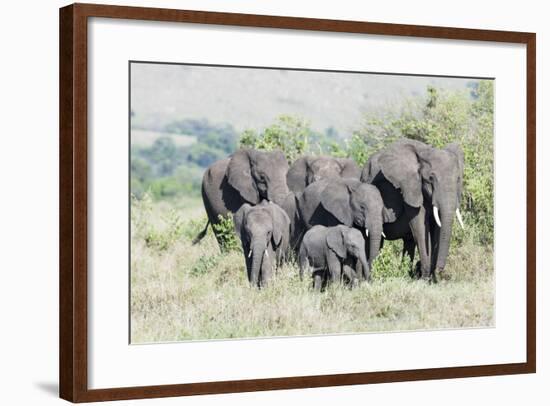 African Bush Elephant Herd, Maasai Mara, Kenya-Martin Zwick-Framed Photographic Print