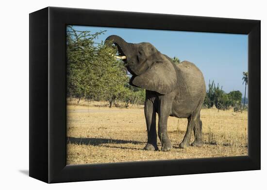 African Bush Elephant (Loxodonta Africana) Eating from a Tree-Michael Runkel-Framed Premier Image Canvas