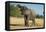 African Bush Elephant (Loxodonta Africana) Eating from a Tree-Michael Runkel-Framed Premier Image Canvas