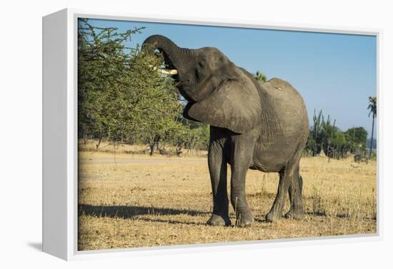 African Bush Elephant (Loxodonta Africana) Eating from a Tree-Michael Runkel-Framed Premier Image Canvas