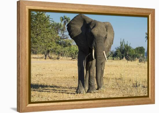 African Bush Elephant (Loxodonta Africana), Liwonde National Park, Malawi, Africa-Michael Runkel-Framed Premier Image Canvas
