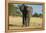 African Bush Elephant (Loxodonta Africana), Liwonde National Park, Malawi, Africa-Michael Runkel-Framed Premier Image Canvas