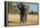 African Bush Elephant (Loxodonta Africana), Liwonde National Park, Malawi, Africa-Michael Runkel-Framed Premier Image Canvas