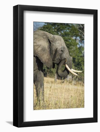 African Bush Elephant (Loxodonta Africana), Liwonde National Park, Malawi, Africa-Michael Runkel-Framed Photographic Print