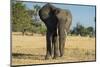 African Bush Elephant (Loxodonta Africana), Liwonde National Park, Malawi, Africa-Michael Runkel-Mounted Photographic Print