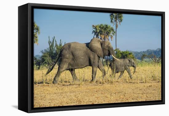 African Bush Elephant (Loxodonta Africana) Mother with Calf, Liwonde National Park, Malawi, Africa-Michael Runkel-Framed Premier Image Canvas