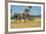 African Bush Elephant (Loxodonta Africana) Mother with Calf, Liwonde National Park, Malawi, Africa-Michael Runkel-Framed Photographic Print