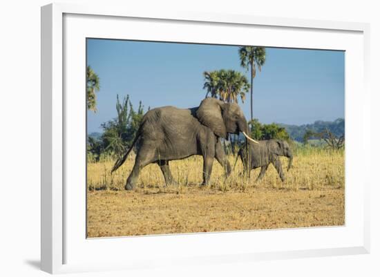 African Bush Elephant (Loxodonta Africana) Mother with Calf, Liwonde National Park, Malawi, Africa-Michael Runkel-Framed Photographic Print