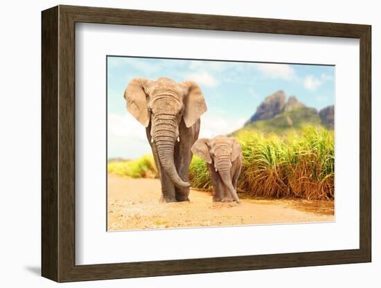 African Bush Elephants - Loxodonta Africana Family Walking on the Road in Wildlife Reserve. Greetin-Kletr-Framed Photographic Print
