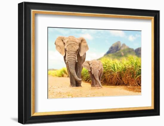 African Bush Elephants - Loxodonta Africana Family Walking on the Road in Wildlife Reserve. Greetin-Kletr-Framed Photographic Print