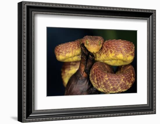 African Bush Viper (Atheris Squamigera) Captive, From Africa-Michael D. Kern-Framed Photographic Print