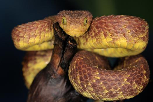 Venomous bush vipers from Africa, 3 species of Atheris snakes in