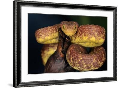 African Bush Viper Trio, Atheris squamiger available as Framed