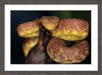 Green bush viper Atheris squamigera , on a branch, captive, Congo, Africa  Copyright: imageBROKER