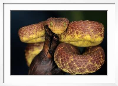 Green bush viper Atheris squamigera , on a branch, captive, Congo, Africa  Copyright: imageBROKER