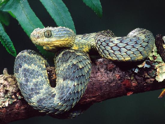 african bush viper photographic