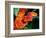 African Bush Viper-David Northcott-Framed Photographic Print