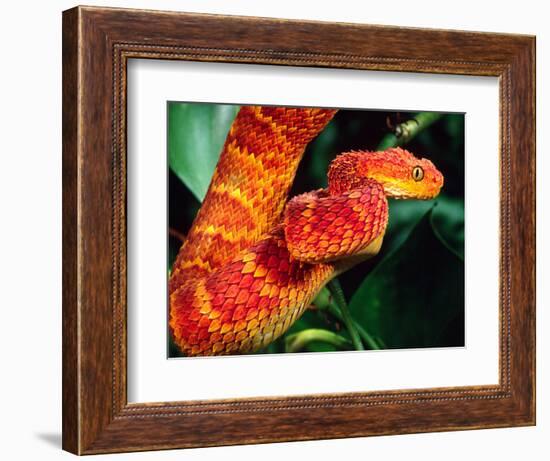 African Bush Viper-David Northcott-Framed Photographic Print