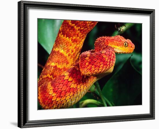 African Bush Viper-David Northcott-Framed Photographic Print