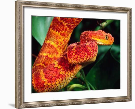 African Bush Viper-David Northcott-Framed Photographic Print