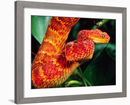 African Bush Viper-David Northcott-Framed Photographic Print