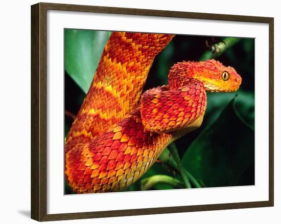 African Bush Viper-David Northcott-Framed Photographic Print